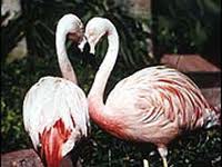 Wildlife Habitat
